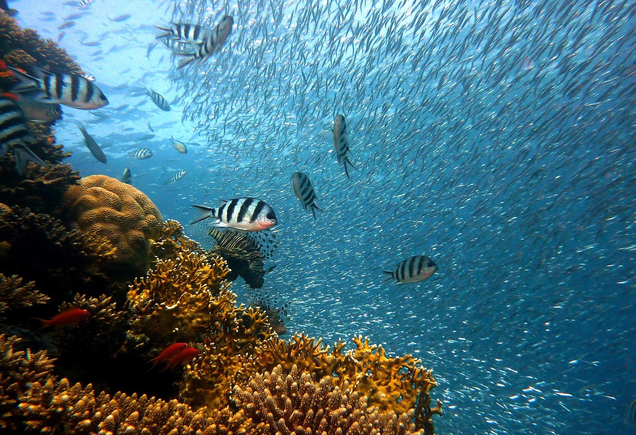 O Oceano Índico ao Largo de Moçambique É Uma das Últimas Grandes Selvas Submarinas do Mundo