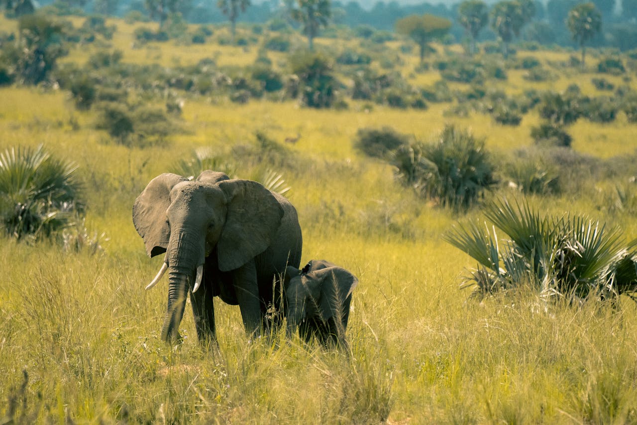 Gorongosa Regressou dos Mortos e o Que Se Tornou Vai Deixar-Vos Sem Palavras